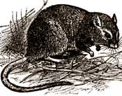 tamarisk gerbil