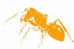 ant!